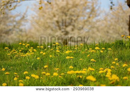 Spring Is Maybe The Most Beautiful Time. When It Comes To Colours In Nature, There Is No Doubt About