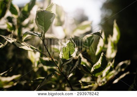 Pedilanthus With Green Leaves. Shallow Depth Of Field. Leaves In Backlit Sunlight.