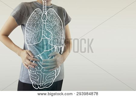 Highlighted Blue Internal Organs Of Healthy Human Organsim / Protection From Illnesses