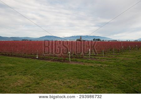 This Landscape Is A Blueberry Farm In Winter With Mt Baker In The Background Of The Cascade Mountain