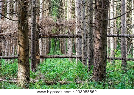 Windfall In The Spruce Forest, Fallen Firs