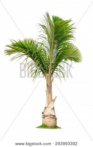 Isolated Big Palm Tree On White Background.large Palm Trees Database Botanical Garden Organization E