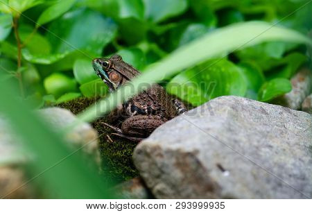 Bronze Frog (lithobates Clamitans Clamitans) On Moss