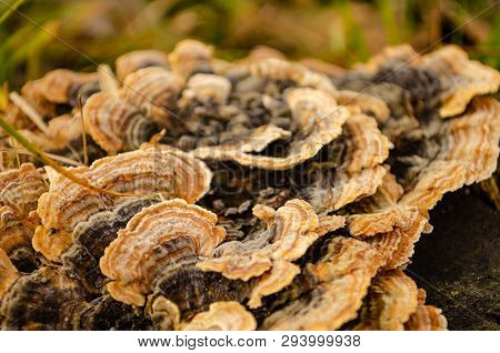 Bracket (turkey Tail) Fungus On A Nurse Log