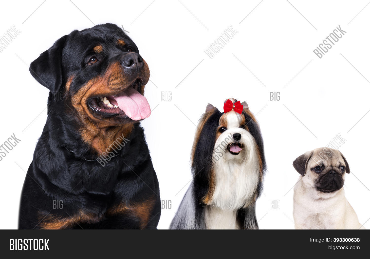 Rottweiler Pug, Beaver Image & Photo (Free Trial) | Bigstock