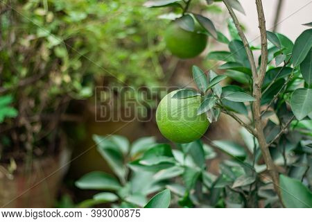 Malta Plant Of Bangladesh And It Called As Sangtra And Malta Is Citrus Fruit