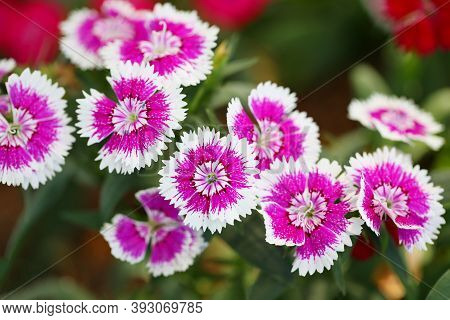 Pink Dianthus In Bloom,flowers Are Blooming In Winter.