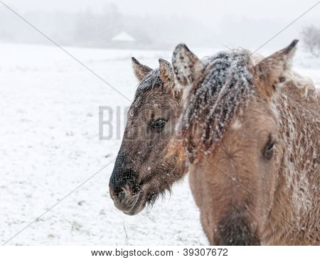 Cavalli konik nella neve in inverno