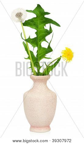 Mælkebøtte blomster