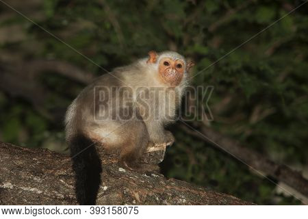 Silvery Marmoset Mico Argentatus, Female Standing On Branch