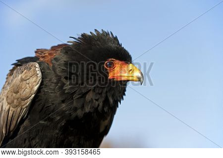 Bateleur Eagle Terathopius Ecaudatus, Adult Bateleur Eagle Terathopius Ecaudatus, Adult