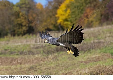 Black-chested Buzzard-eagle Geranoaetus Melanoleucus, Adult In Flight