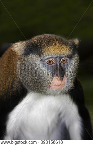 Campbell's Monkey Cercopithecus Campbelli, Portrait Of Adult