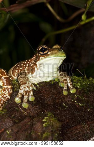 Amazon Milk Frog Phrynohyas Resinifictrix, Adult Standing On Moss