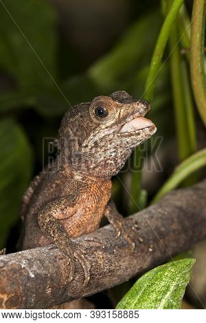 Brown Basilisk Lizard Basiliscus Vittatus, Adult Standing On Branch