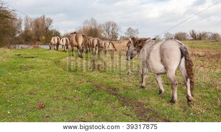 Cavalli konik In un paesaggio rurale In autunno