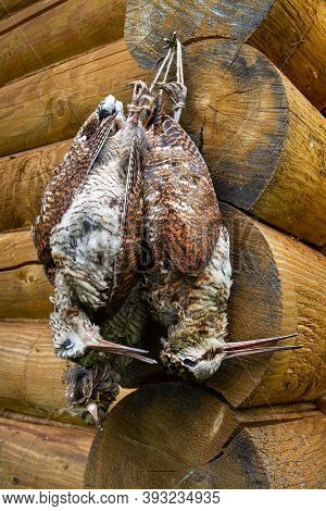 Several Downed Woodcocks Tied Together Hanging On The Wall Of A Log House