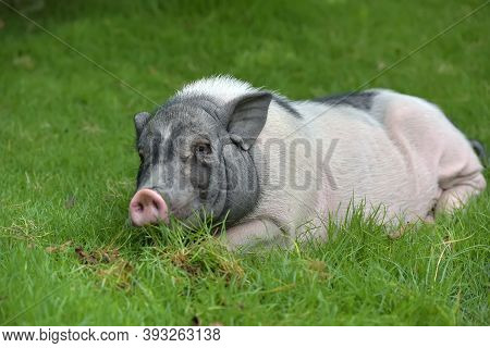 White And Gray Pig
