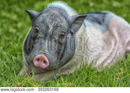 White And Gray Pig