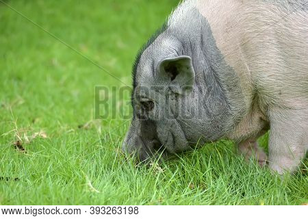 White And Gray Pig