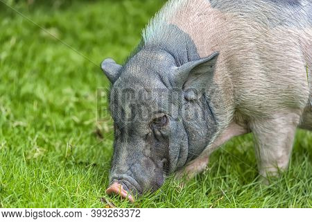 White And Gray Pig