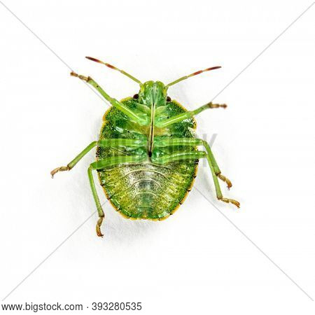 Final-stage nymph of a Green Shield bug, insect