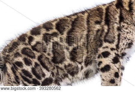 Clouded leopard cub, two months old, Neofelis nebulosa, isolated on white