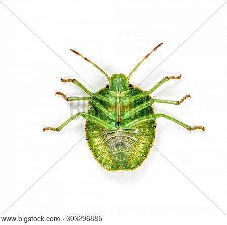 Final-stage nymph of a Green Shield bug, insect