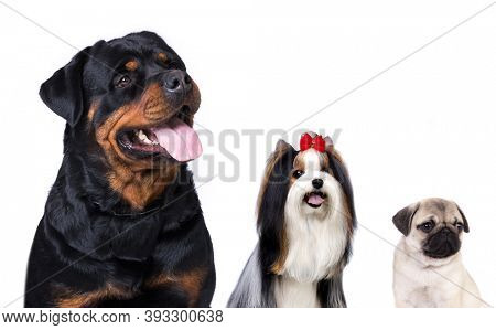 Rottweiler and pug, beaver  terrier, group of animals, banner, dog group