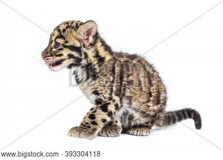Clouded leopard cub, two months old, Neofelis nebulosa, isolated on white