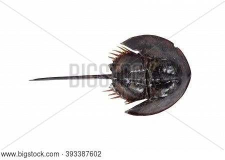 Tachypleus Gigas Isolated On White Background With Clipping Path , Specimen A Large Marine Arthropod