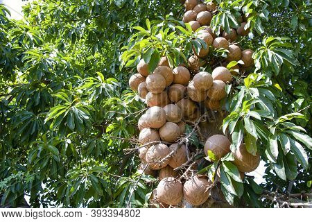 Sal Tree Or Trees In Wednesday's History Of Buddhism,  Fruit Of Cannonball Tree  Or Another Name Is 