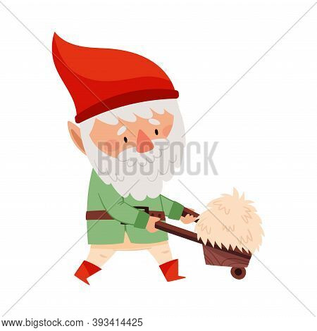 White Bearded Gnome Character With Red Pointed Hat Pulling Wheelbarrow With Hay Vector Illustration