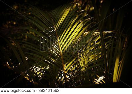 Photo Of Plam Leaves In The Garden At Night Time