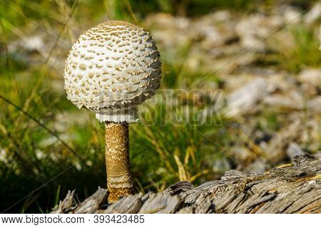 A Single Grown Up White Parasol Mushroom With Scaly Hat In A Pine Forest Edge