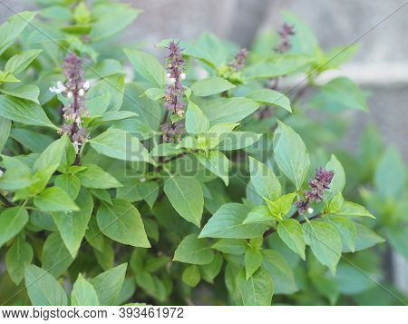 Sweet Basil Is Light Green With Wide Leaves While Thai Basil Has Purple Stems And Flowers And Spear-