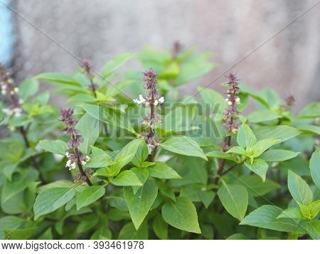 Sweet Basil Is Light Green With Wide Leaves While Thai Basil Has Purple Stems And Flowers And Spear-