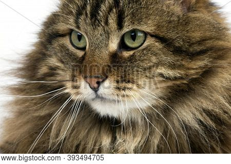 Angora Domestic Cat, Portrait Of Male Angora Domestic Cat, Portrait Of Male