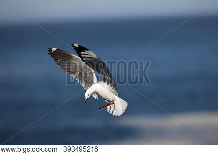 Hartlaub's Gull Or King Gull Larus Hartlaubii, Adult In Flight, Hermanus In South Africa