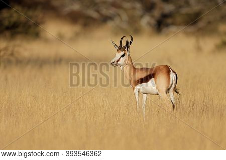 A springbok antelope (Antidorcas marsupialis) in grassland, Mokala National Park, South Africa