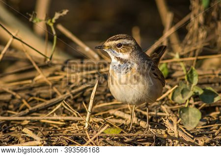 Bluethroat Or Luscinia Svecica Bird Portrait During Winter Migration To Keoladeo National Park Or Bh