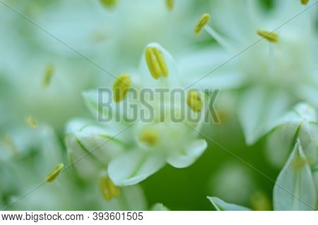 Close Up Of An Alium Gigantium Flower Head Alium Flower With Dandelion Flower Structure. Macro. Soft