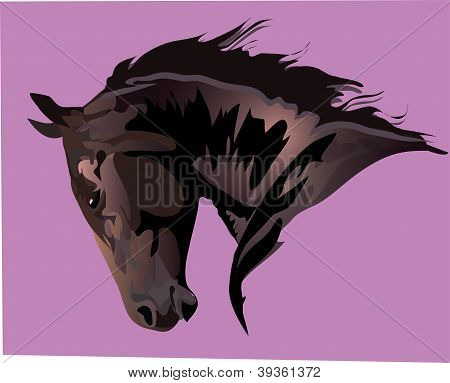 Head of bay horse