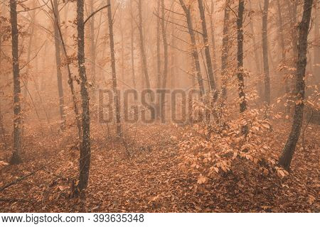 Landscape With Fog In A Chestnut Forest Near Montanchez. Extremadura. Spain.