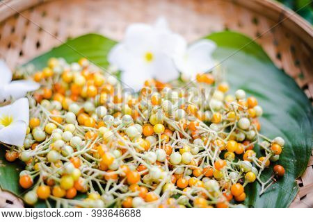 Many Of Solanum Incanum Dried In Bamboo Basket