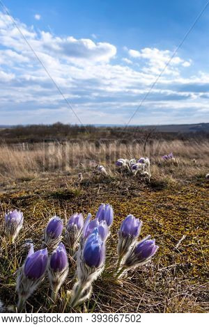 Pasque flower, National park Podyji, Southern Moravia, Czech Republic