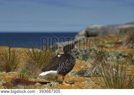 Female Kelp Goose (chloephaga Hybrida Malvinarum) On A Lichen Covered Cliff On Bleaker Island In The