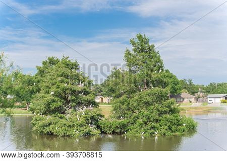 Great Egret Or Common Heron On Flooded Baldcypress Tree At Suburban Park In Texas, Usa
