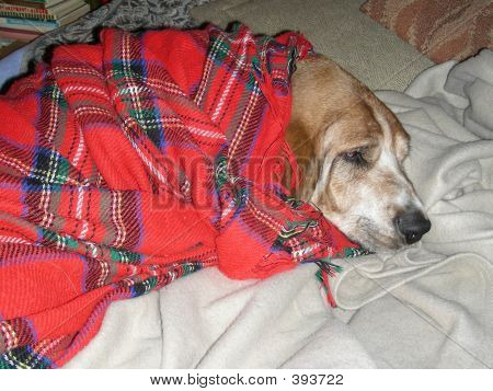 Koira alle Plaid