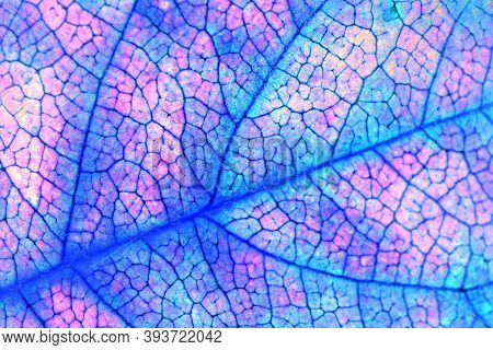 Fruit Shrub Leaf Close Up. Catchy Floral Background Or Wallpaper. Mosaic Blue And Pink Pattern Of A 